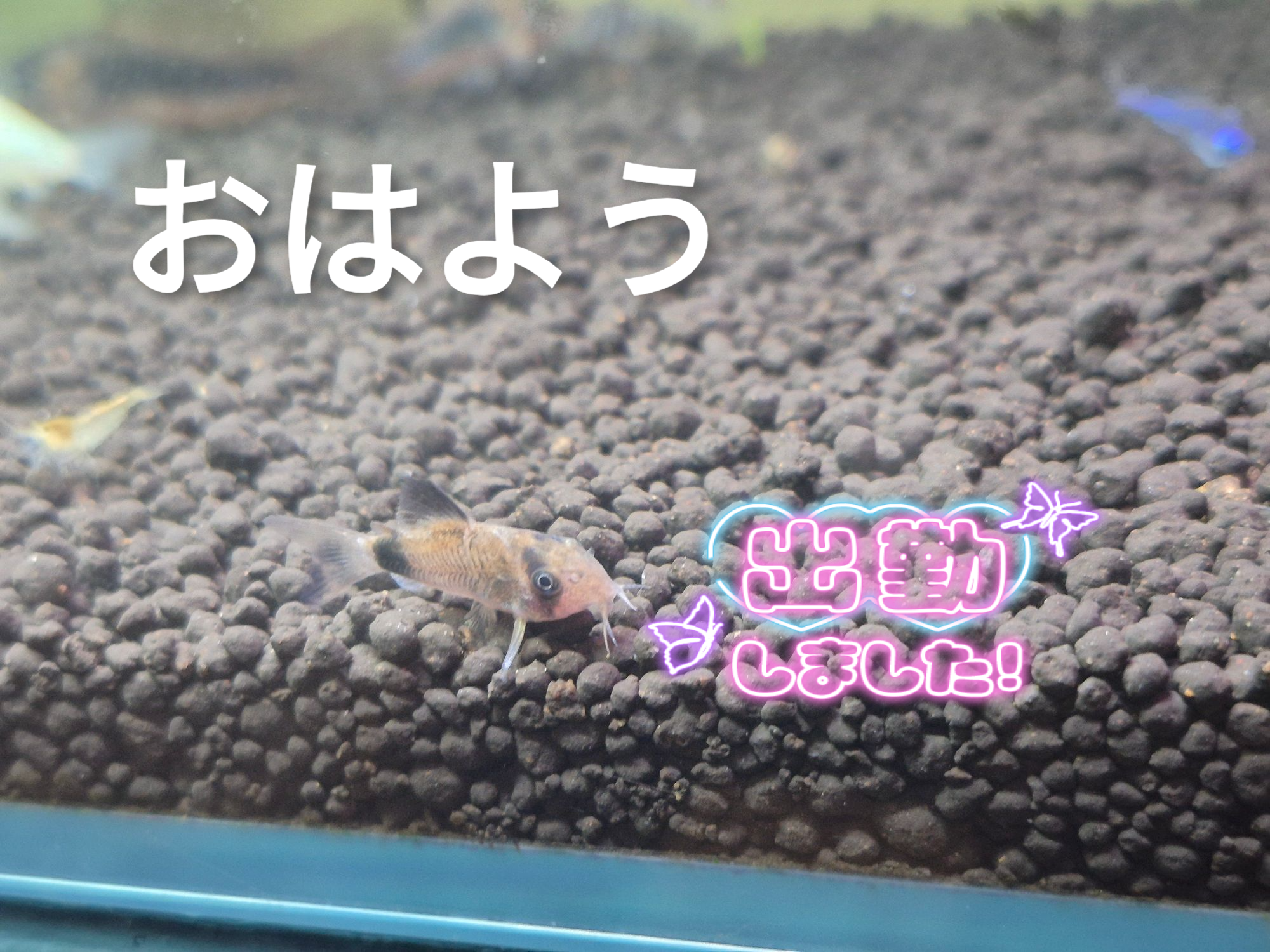 こんばんわ😊